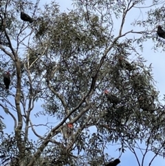 Callocephalon fimbriatum (Gang-gang Cockatoo) at Jerrabomberra, NSW - 9 Jul 2022 by Mavis