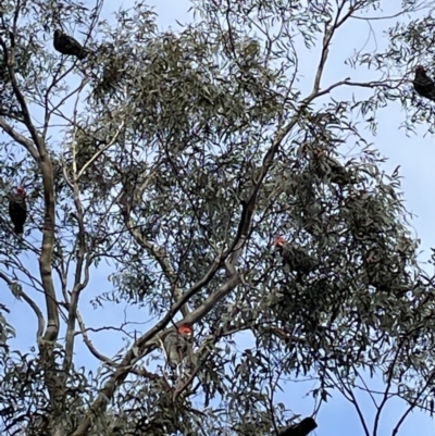 Callocephalon fimbriatum (Gang-gang Cockatoo) at Mount Jerrabomberra QP - 9 Jul 2022 by Mavis