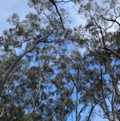 Callocephalon fimbriatum at Jerrabomberra, NSW - suppressed