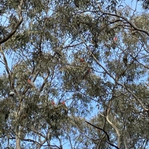 Callocephalon fimbriatum at Jerrabomberra, NSW - suppressed