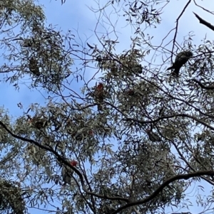 Callocephalon fimbriatum at Jerrabomberra, NSW - suppressed