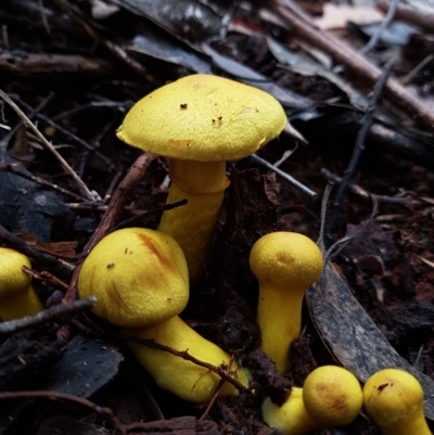 Unidentified Cap on a stem; gills below cap [mushrooms or mushroom-like] at Wellington Park, TAS - 14 Apr 2022 by Detritivore
