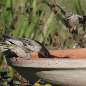 Melithreptus brevirostris at Higgins, ACT - 9 Jul 2022