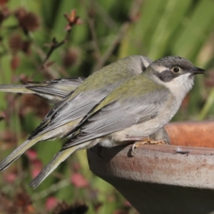 Melithreptus brevirostris at Higgins, ACT - 9 Jul 2022