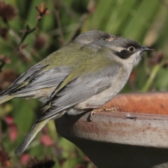 Melithreptus brevirostris at Higgins, ACT - 9 Jul 2022