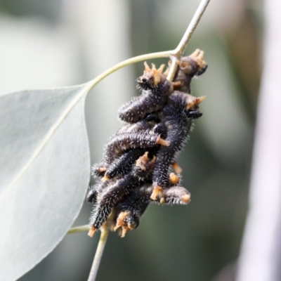 Perga dorsalis (Steel-blue sawfly, spitfire) at ANBG - 8 Jul 2022 by AlisonMilton