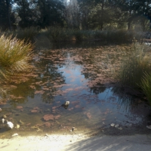 Azolla sp. at Evatt, ACT - 28 Jun 2022