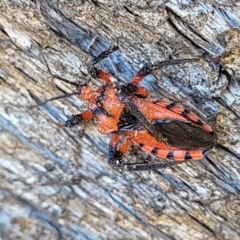 Tegea atropicta (Termite Assassin Bug) at Coree, ACT - 9 Jul 2022 by trevorpreston