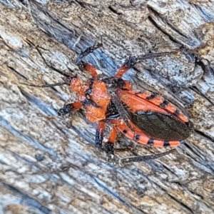 Tegea atropicta at Coree, ACT - 9 Jul 2022 01:31 PM