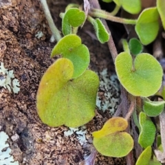 Dichondra sp. Inglewood (J.M.Dalby 86/93) Qld Herbarium (Kidney Weed) at Coree, ACT - 9 Jul 2022 by trevorpreston