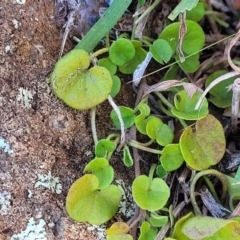 Dichondra sp. Inglewood (J.M.Dalby 86/93) Qld Herbarium at Coree, ACT - 9 Jul 2022