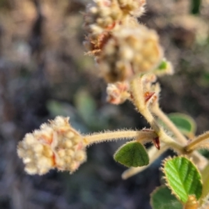 Pomaderris eriocephala at Coree, ACT - 9 Jul 2022 01:36 PM