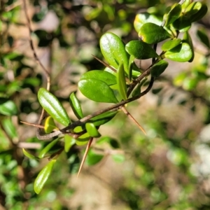 Bursaria spinosa at Coree, ACT - 9 Jul 2022