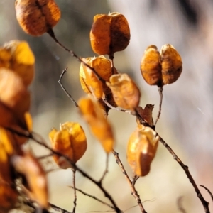 Bursaria spinosa at Coree, ACT - 9 Jul 2022