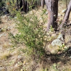 Bursaria spinosa at Coree, ACT - 9 Jul 2022