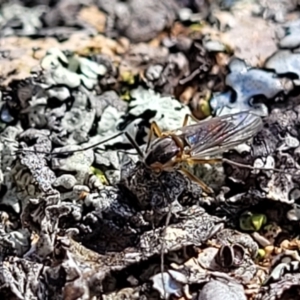 Chironomidae (family) at Coree, ACT - 9 Jul 2022 01:46 PM