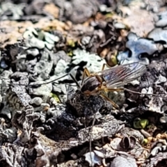 Unidentified True fly (Diptera) (TBC) at Coree, ACT - 9 Jul 2022 by trevorpreston