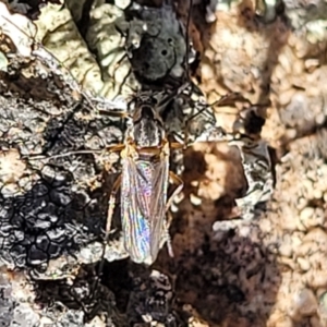 Chironomidae (family) at Coree, ACT - 9 Jul 2022 01:46 PM