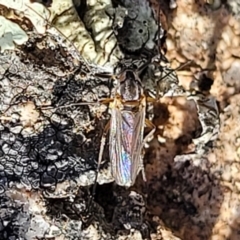 Chironomidae (family) at Coree, ACT - 9 Jul 2022 01:46 PM