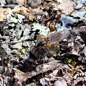 Chironomidae (family) at Coree, ACT - 9 Jul 2022 01:46 PM