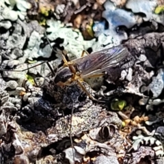 Chironomidae (family) at Coree, ACT - 9 Jul 2022 01:46 PM