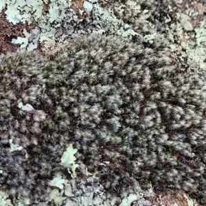 Grimmia sp. at Coree, ACT - 9 Jul 2022