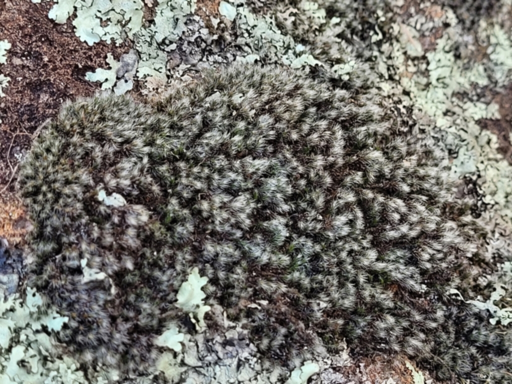 Grimmia sp. at Coree, ACT - 9 Jul 2022