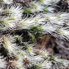 Grimmia sp. at Coree, ACT - 9 Jul 2022 01:47 PM