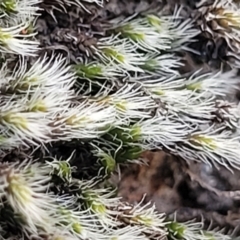 Grimmia sp. at Coree, ACT - 9 Jul 2022