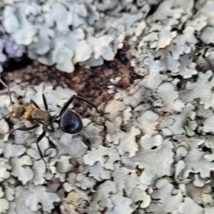 Polyrhachis semiaurata at Coree, ACT - 9 Jul 2022 01:50 PM