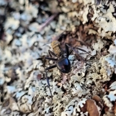 Polyrhachis semiaurata at Coree, ACT - 9 Jul 2022 01:50 PM