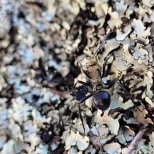 Polyrhachis semiaurata at Coree, ACT - 9 Jul 2022