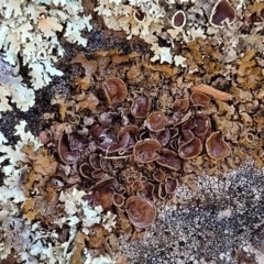 Parmeliaceae sp. (family) (A lichen family) at Coree, ACT - 9 Jul 2022 by trevorpreston