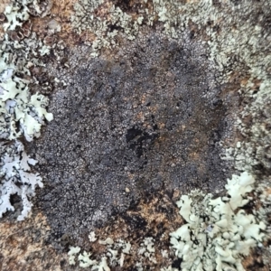 Lichen - crustose at Coree, ACT - 9 Jul 2022