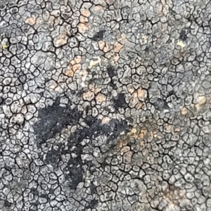 Lichen - crustose at Coree, ACT - 9 Jul 2022
