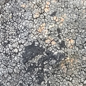 Lichen - crustose at Coree, ACT - 9 Jul 2022