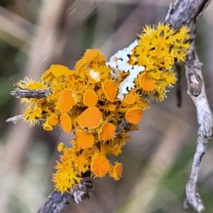 Teloschistes sp. (genus) at Coree, ACT - 9 Jul 2022 01:59 PM