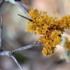 Teloschistes sp. (genus) at Coree, ACT - 9 Jul 2022 01:59 PM