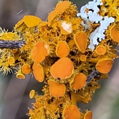 Teloschistes sp. (genus) at Coree, ACT - 9 Jul 2022