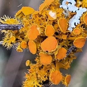 Teloschistes sp. (genus) at Coree, ACT - 9 Jul 2022