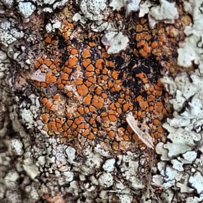 Caloplaca sp. (Firedot Lichen) at Coree, ACT - 9 Jul 2022 by trevorpreston