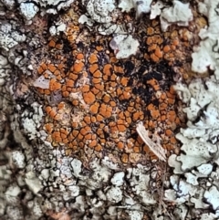 Caloplaca sp. (Firedot Lichen) at Coree, ACT - 9 Jul 2022 by trevorpreston