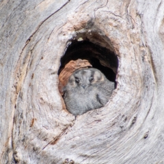 Aegotheles cristatus (Australian Owlet-nightjar) at Cooleman Ridge - 9 Jul 2022 by Chris Appleton