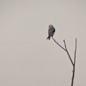 Elanus axillaris at Walla Walla, NSW - suppressed