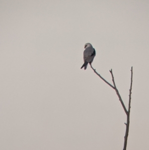 Elanus axillaris at Walla Walla, NSW - 9 Jul 2022