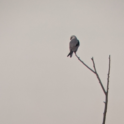 Elanus axillaris (Black-shouldered Kite) at Walla Walla, NSW - 9 Jul 2022 by Darcy