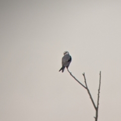 Elanus axillaris at Walla Walla, NSW - suppressed