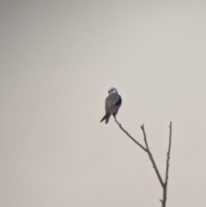 Elanus axillaris at Walla Walla, NSW - 9 Jul 2022