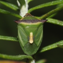 Cuspicona stenuella (Shield bug) at Paddys River, ACT - 6 Jul 2022 by TimL