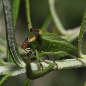 Cuspicona stenuella at Paddys River, ACT - 6 Jul 2022